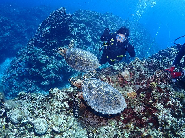 沖縄　ダイビング　慶良間　ウミガメ