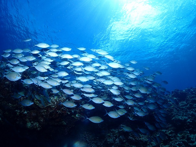 沖縄　ダイビング　慶良間　ウミガメ