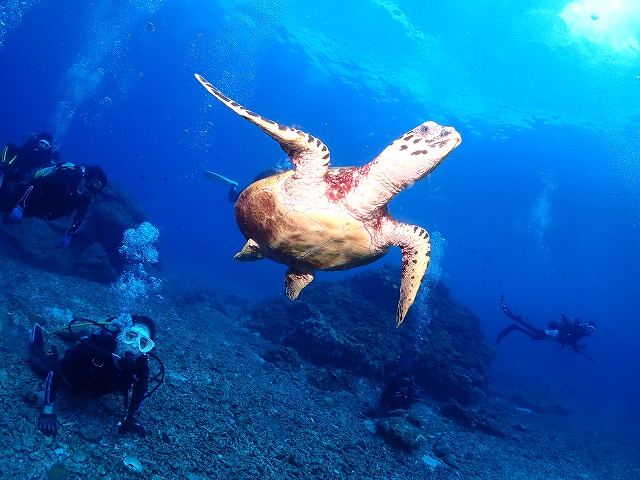 沖縄 ダイビング 慶良間 ウミガメ