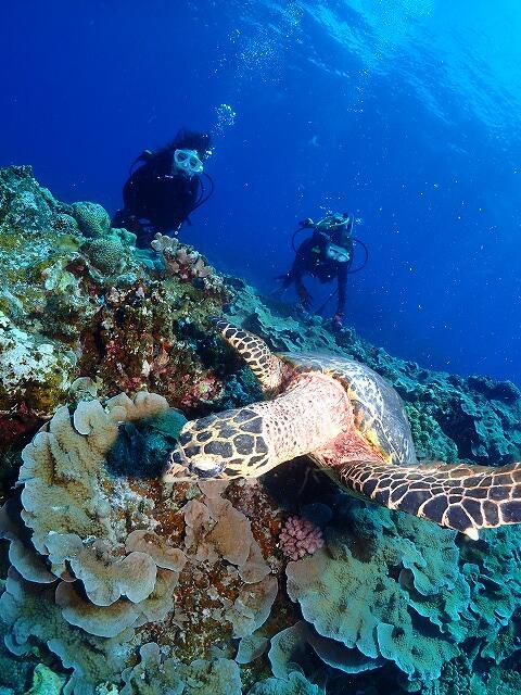 沖縄　ダイビング　慶良間　自社船