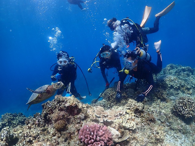 沖縄 ダイビング 慶良間 ウミガメ