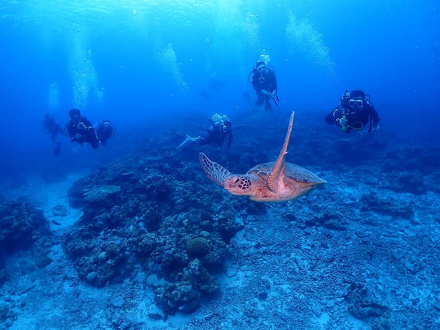 沖縄　ダイビング　慶良間　ウミガメ