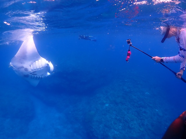 沖縄　ダイビング　慶良間　ウミガメ