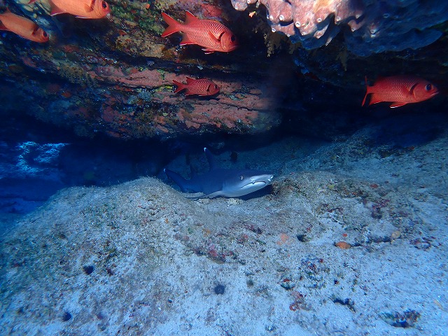 沖縄　ダイビング　慶良間　自社船