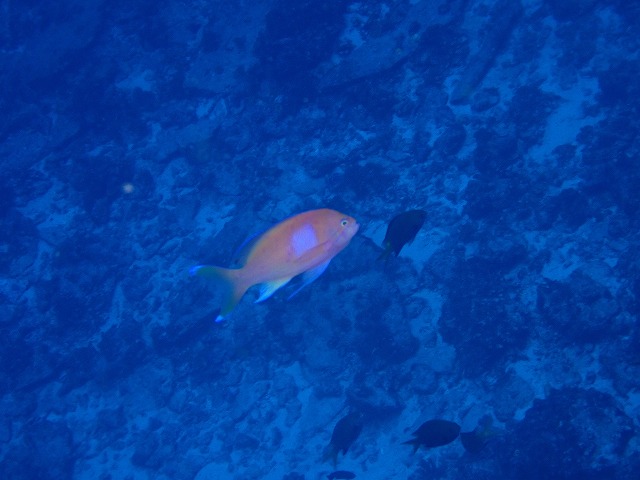 沖縄　ダイビング　慶良間　自社船