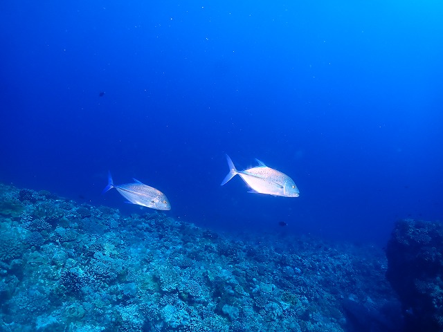 沖縄　ダイビング　慶良間　自社船