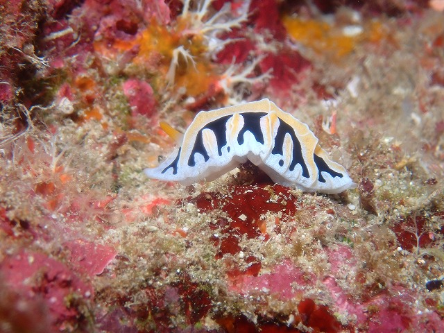 沖縄 ダイビング 慶良間 自社船