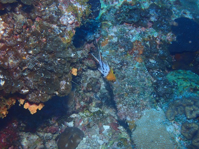 沖縄 ダイビング 慶良間 自社船