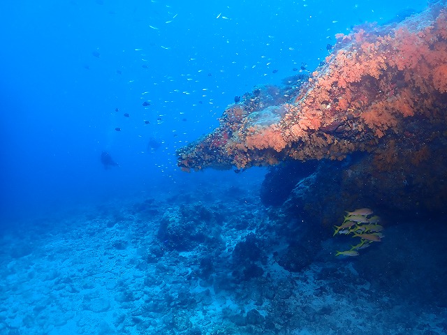沖縄 ダイビング 慶良間 自社船