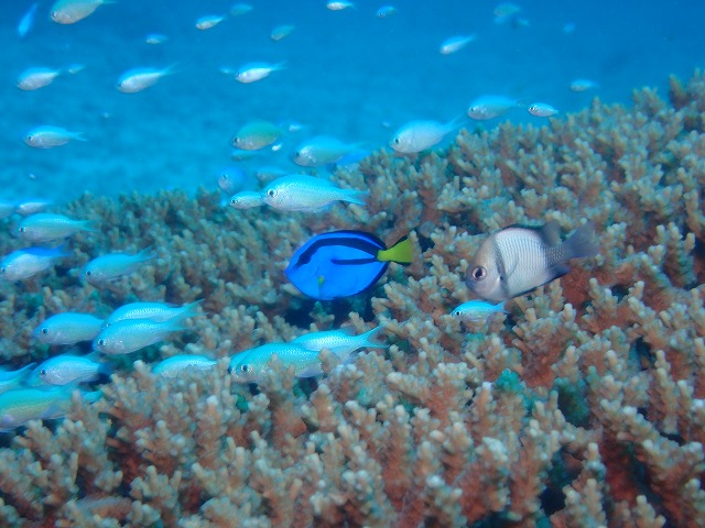 沖縄 ダイビング 慶良間 ウミガメ