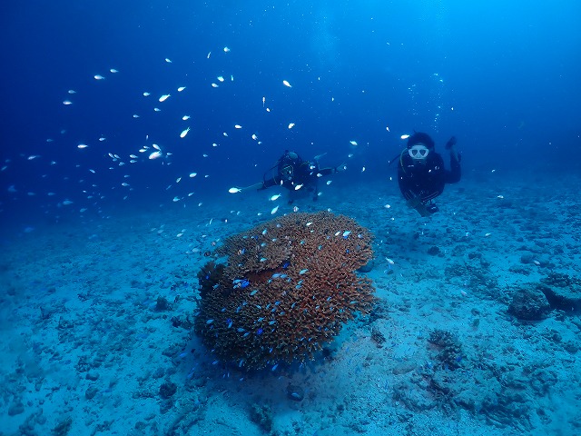 沖縄 ダイビング 慶良間 ウミガメ