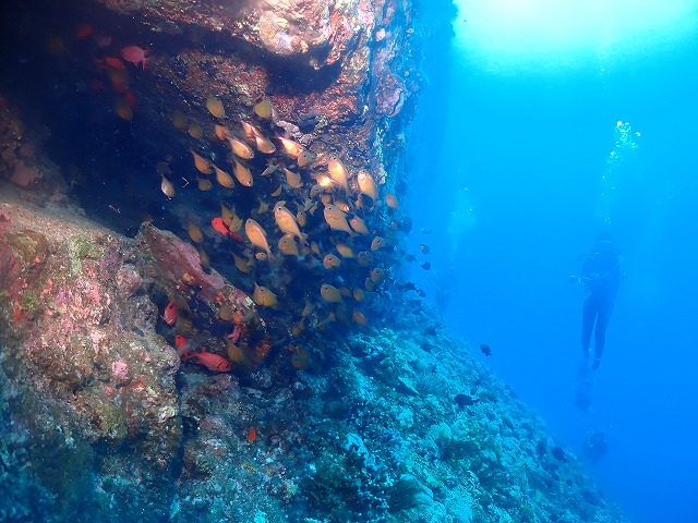 沖縄　ダイビング　慶良間　ウミガメ