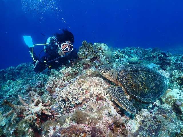 沖縄　ダイビング　慶良間　ウミガメ