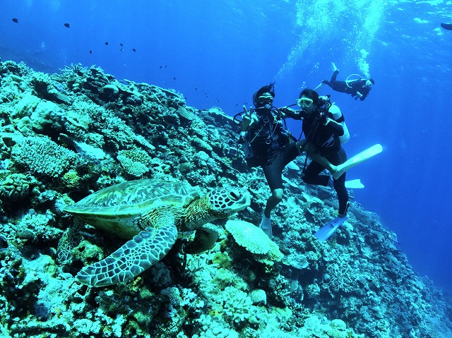 沖縄　ダイビング　慶良間　ウミガメ
