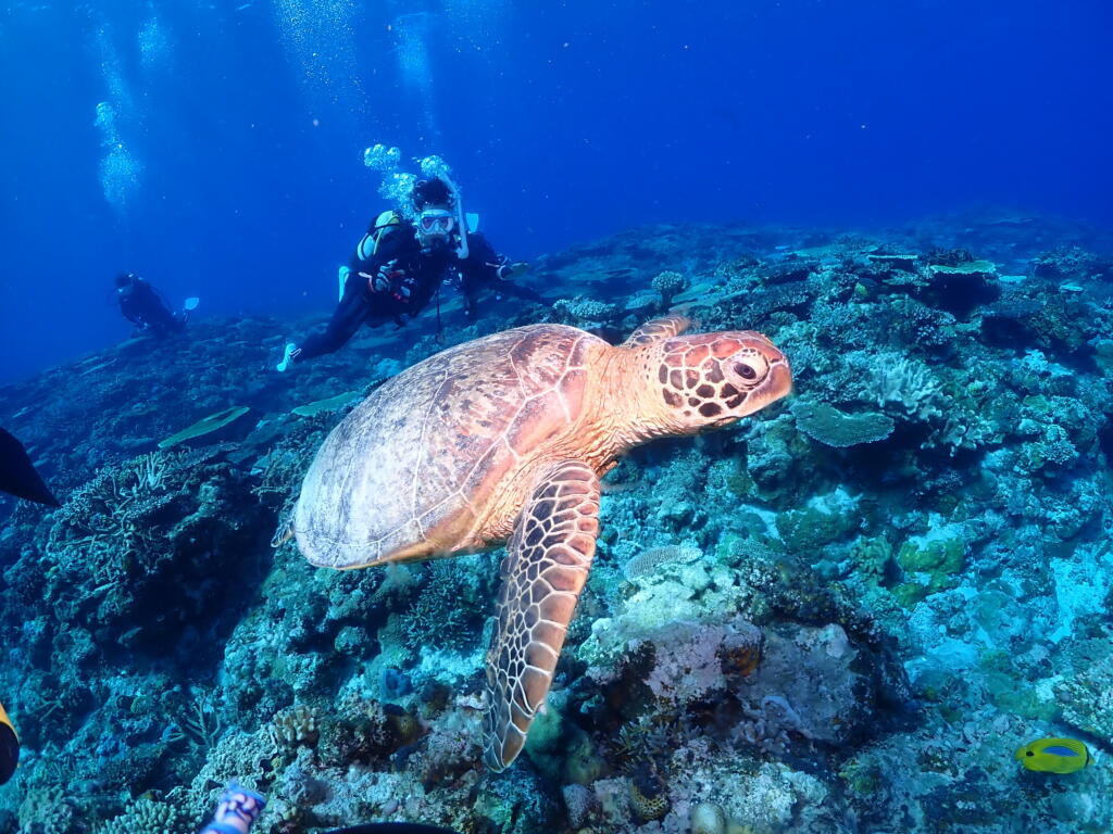 沖縄　ダイビング　慶良間　自社船