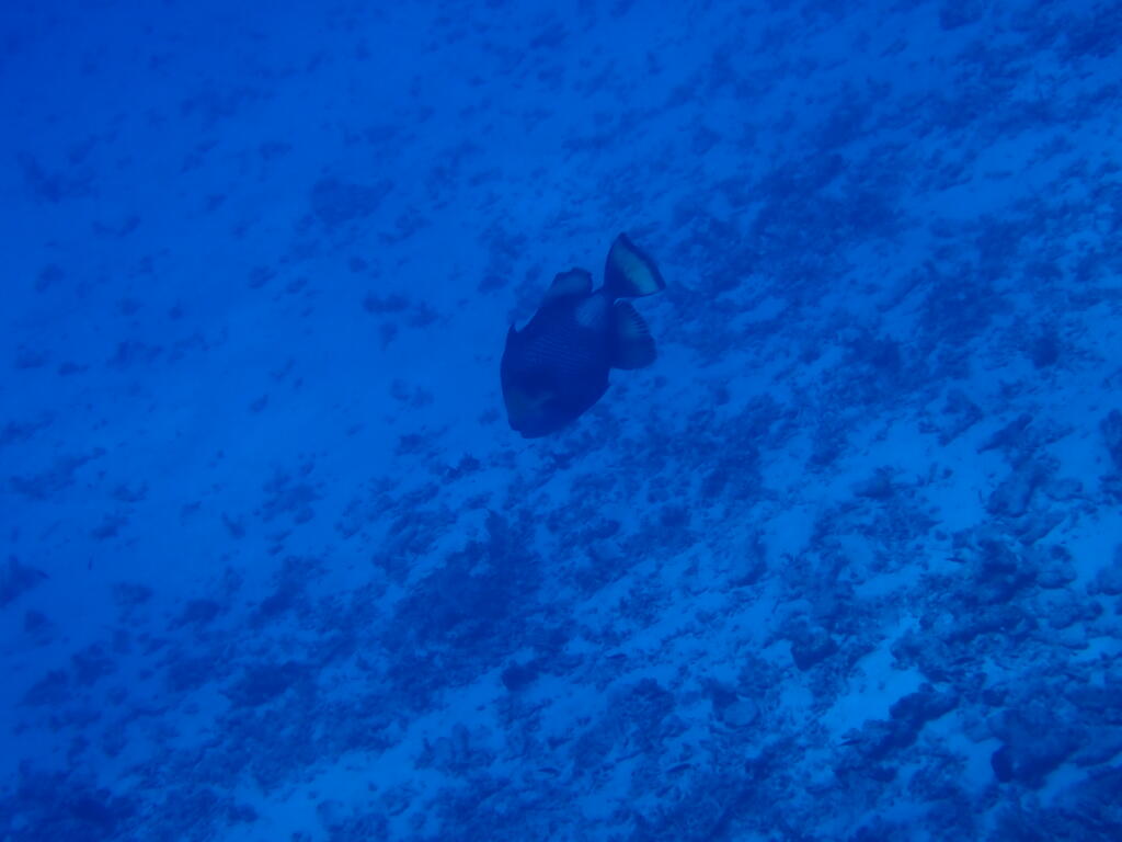 沖縄　ダイビング　慶良間　自社船