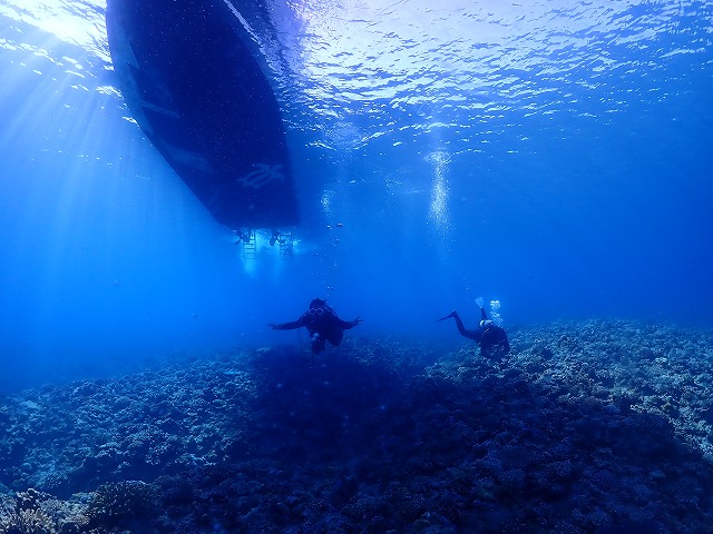 沖縄　ダイビング　慶良間　ウミガメ