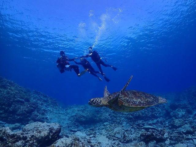 沖縄　ダイビング　慶良間　ウミガメ