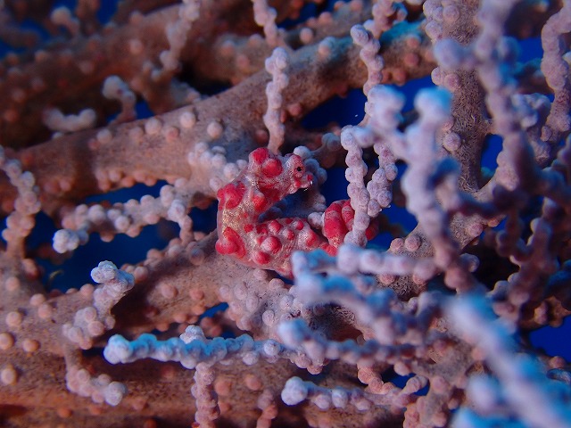 沖縄　ダイビング　慶良間　ウミガメ