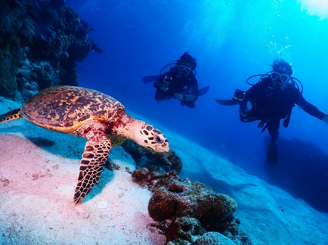 沖縄　ダイビング　慶良間　ウミガメ