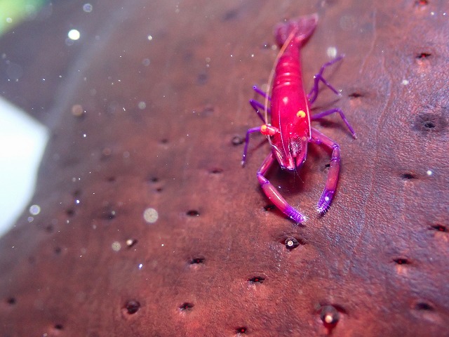 沖縄　ダイビング　慶良間　自社船