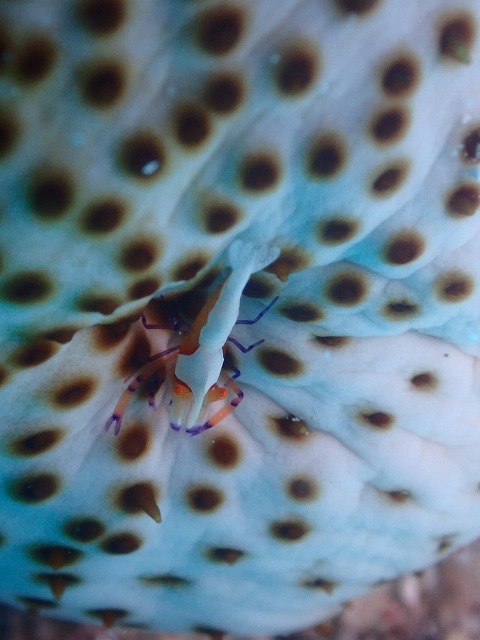 沖縄 ダイビング 慶良間 自社船