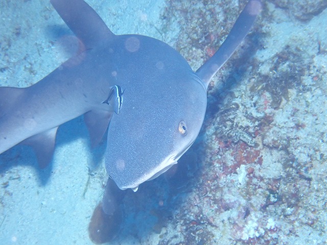 沖縄　ダイビング　慶良間　自社船