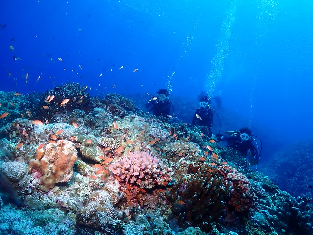 沖縄　ダイビング　慶良間　ウミガメ