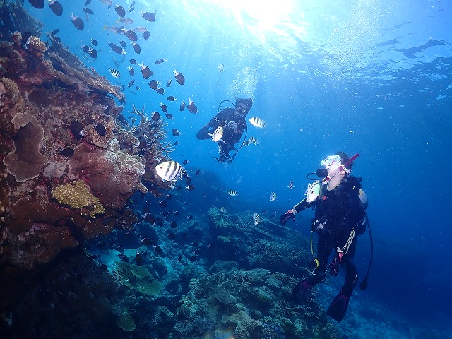 沖縄　ダイビング　慶良間　ウミガメ