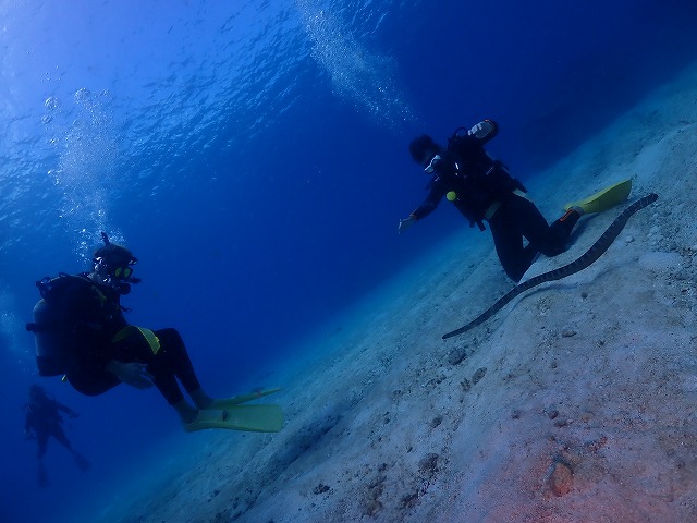 沖縄 ダイビング 慶良間 自社船