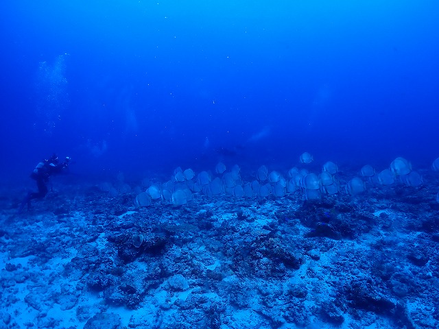 沖縄 ダイビング 慶良間 自社船