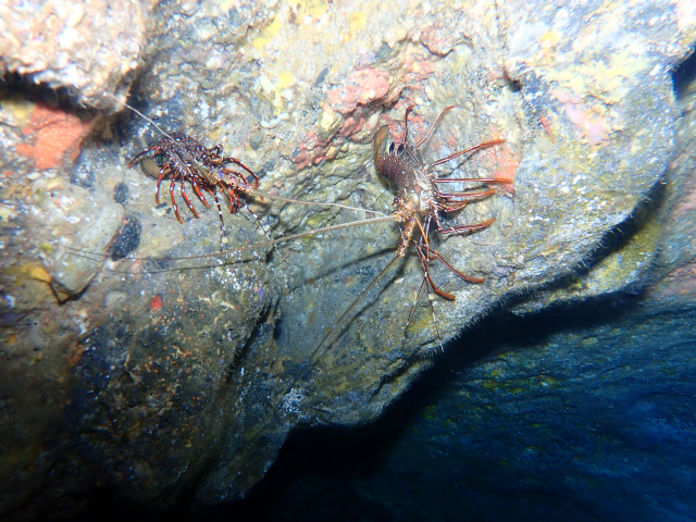 渡名喜・ダイビング