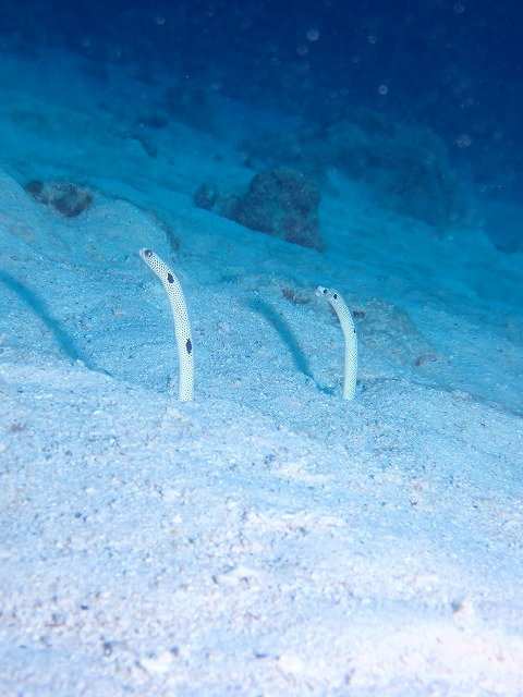 沖縄　ダイビング　慶良間　自社船