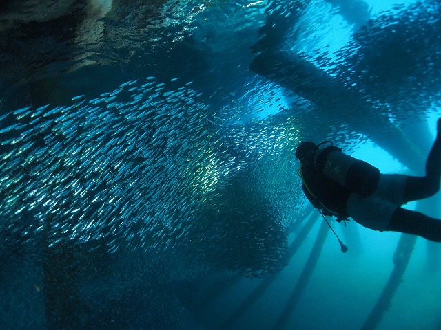 沖縄 ダイビング 北部ビーチ ゴリチョ