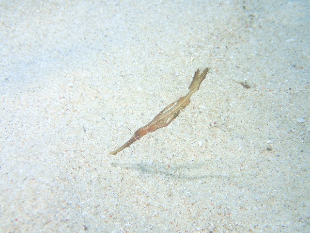 沖縄 ダイビング 北部ビーチ ゴリチョv