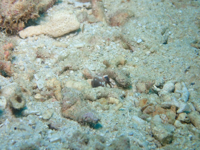 沖縄 ダイビング 北部ビーチ ゴリチョ