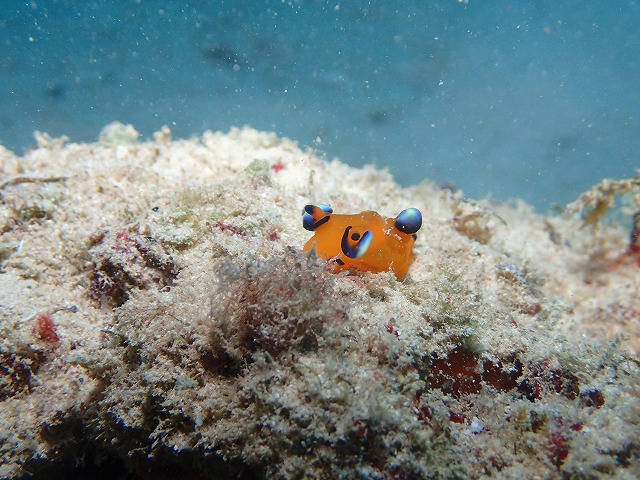沖縄 ダイビング 北部ビーチ ゴリチョ