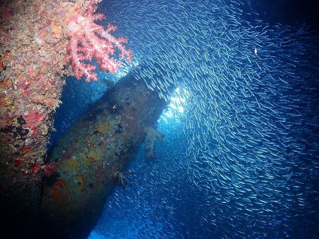 沖縄 ダイビング 北部ビーチ ゴリチョ