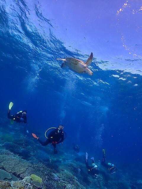 沖縄　ダイビング　慶良間　ウミガメ