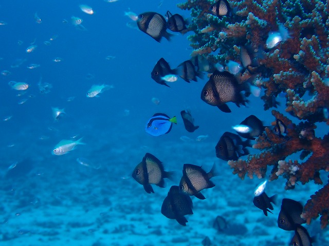沖縄　ダイビング　慶良間　ウミガメ