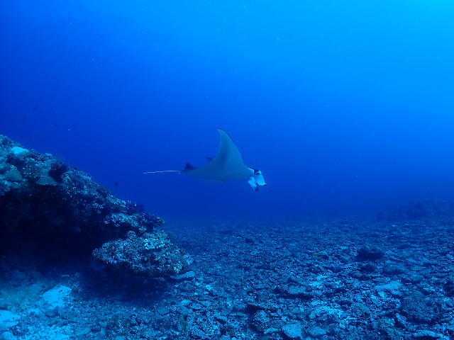 沖縄　ダイビング　慶良間　自社船