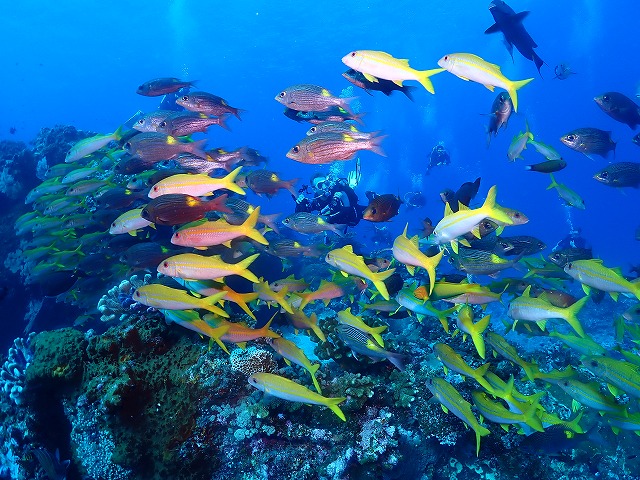 沖縄　ダイビング　慶良間　自社船