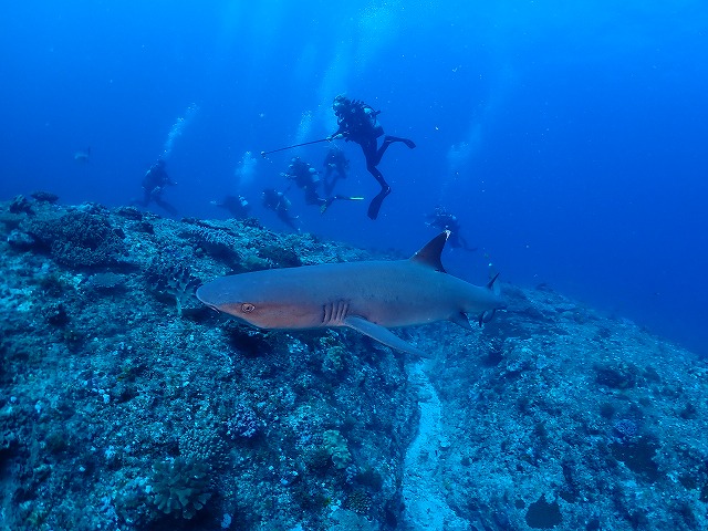 沖縄　ダイビング　慶良間　自社船