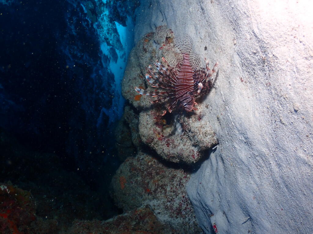沖縄　ダイビング　慶良間　自社船