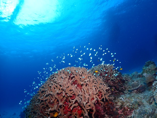 沖縄　ダイビング　慶良間　自社船