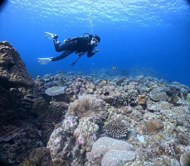 沖縄　ダイビング　慶良間　ウミガメ