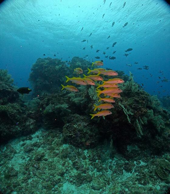 沖縄　ダイビング　慶良間　自社船