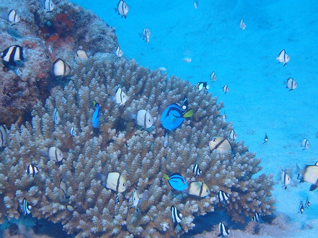 沖縄　ダイビング　慶良間　自社船