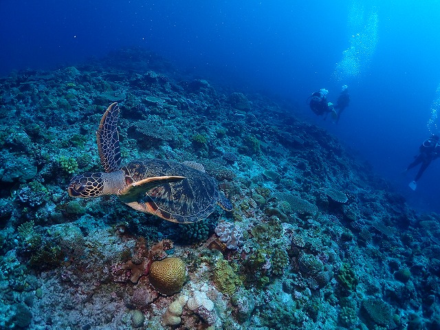 沖縄　ダイビング　慶良間　自社船
