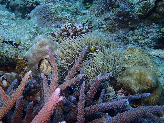 沖縄　ダイビング　慶良間　自社船